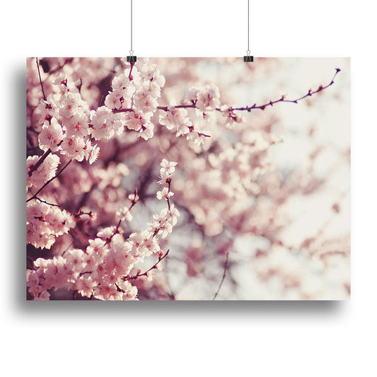 Spring Cherry blossoms Canvas Print or Poster